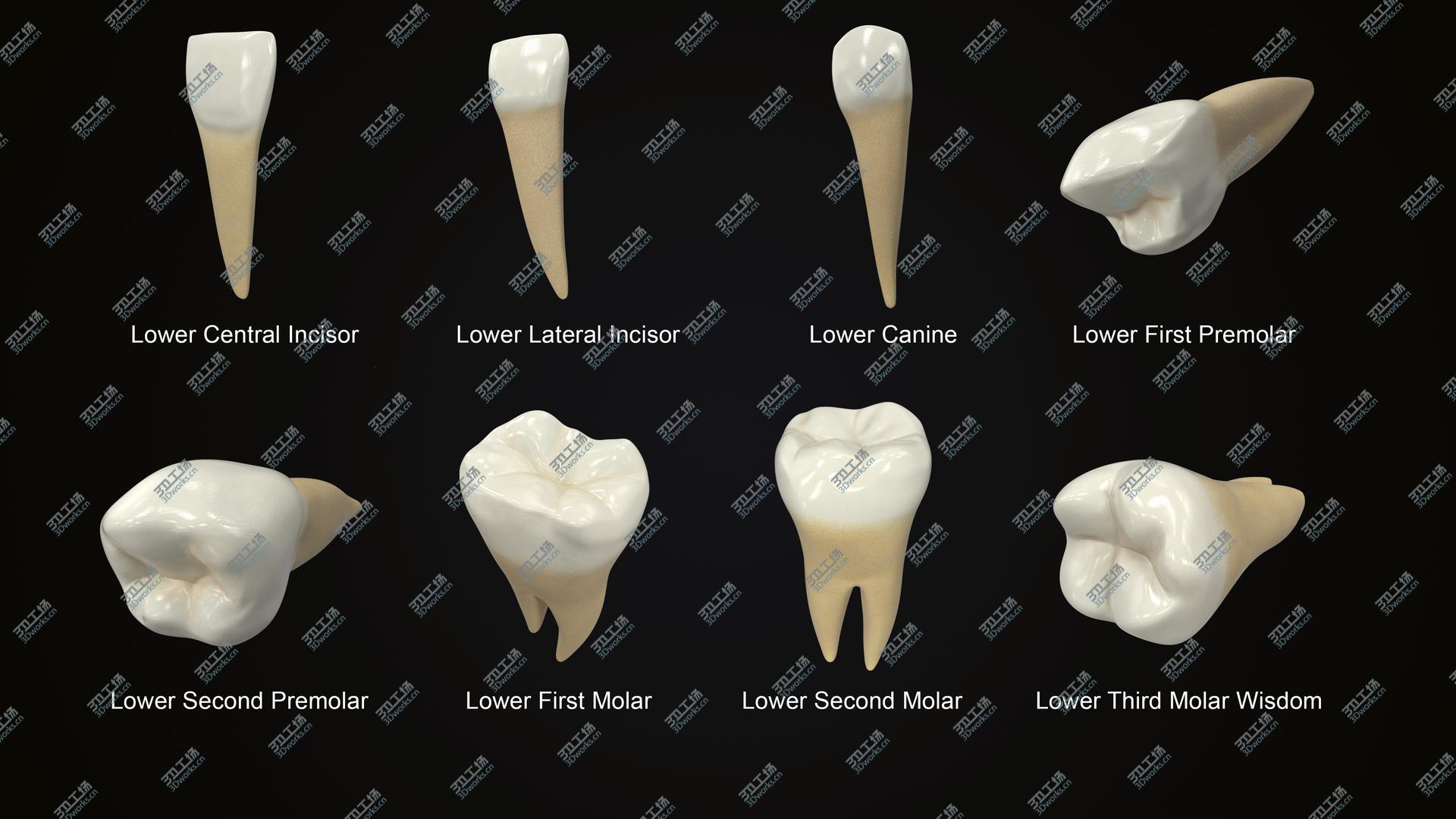 images/goods_img/2021040235/3D Human Lower Teeths Collection/2.jpg